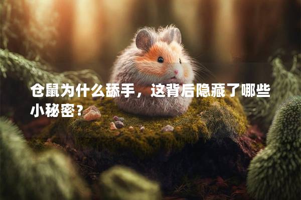 仓鼠为什么舔手，这背后隐藏了哪些小秘密？