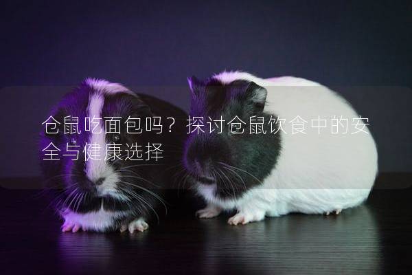 仓鼠吃面包吗？探讨仓鼠饮食中的安全与健康选择