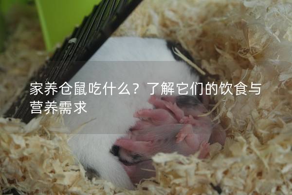 家养仓鼠吃什么？了解它们的饮食与营养需求
