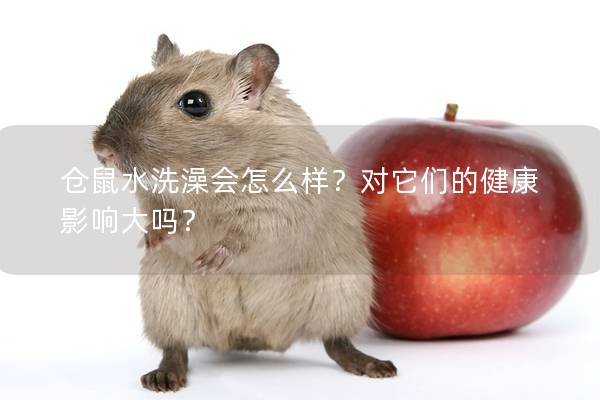 仓鼠水洗澡会怎么样？对它们的健康影响大吗？