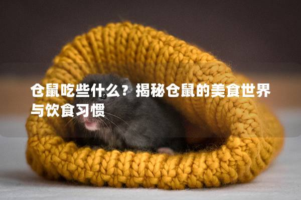 仓鼠吃些什么？揭秘仓鼠的美食世界与饮食习惯