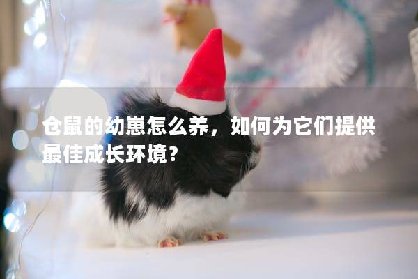 仓鼠的幼崽怎么养，如何为它们提供最佳成长环境？