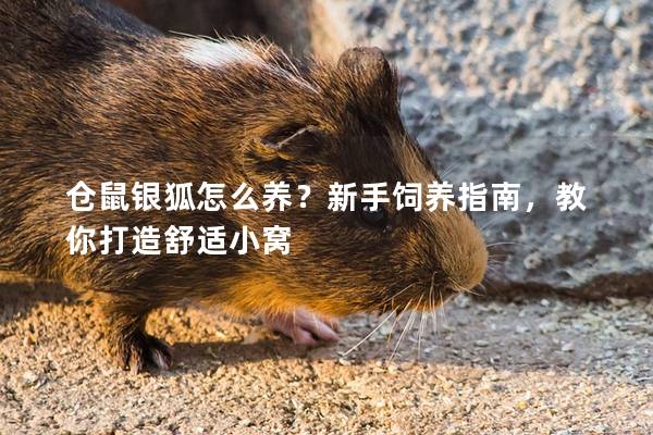 仓鼠银狐怎么养？新手饲养指南，教你打造舒适小窝