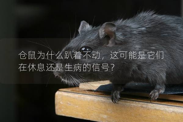 仓鼠为什么趴着不动，这可能是它们在休息还是生病的信号？
