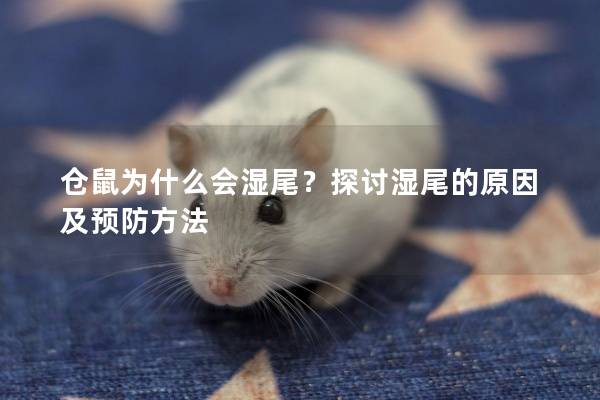 仓鼠为什么会湿尾？探讨湿尾的原因及预防方法