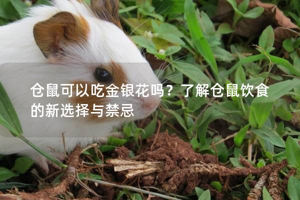 仓鼠可以吃金银花吗？了解仓鼠饮食的新选择与禁忌