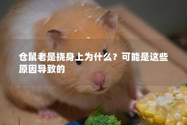 仓鼠老是挠身上为什么？可能是这些原因导致的