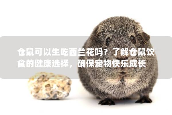 仓鼠可以生吃西兰花吗？了解仓鼠饮食的健康选择，确保宠物快乐成长
