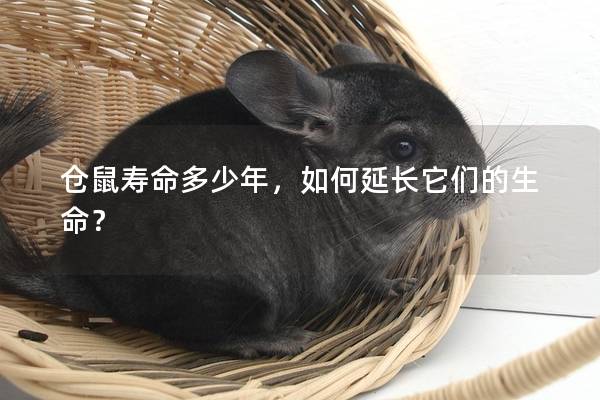 仓鼠寿命多少年，如何延长它们的生命？