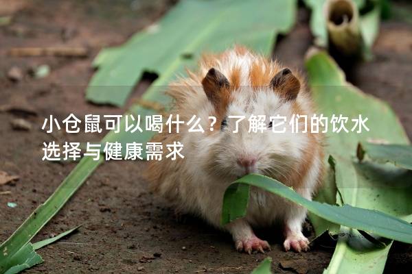 小仓鼠可以喝什么？了解它们的饮水选择与健康需求