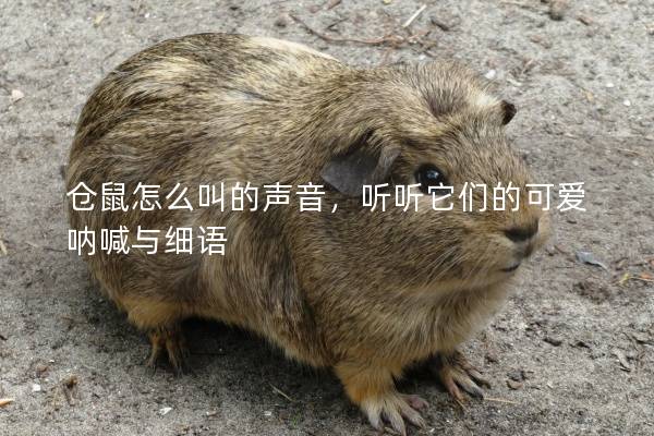 仓鼠怎么叫的声音，听听它们的可爱呐喊与细语