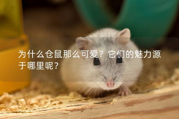 为什么仓鼠那么可爱？它们的魅力源于哪里呢？