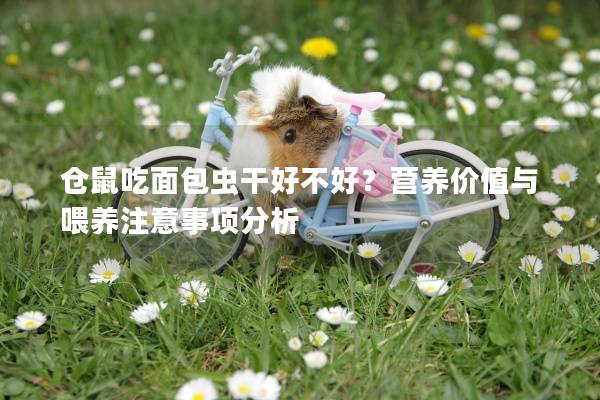 仓鼠吃面包虫干好不好？营养价值与喂养注意事项分析