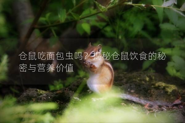 仓鼠吃面包虫吗？揭秘仓鼠饮食的秘密与营养价值