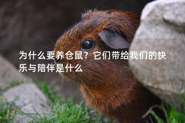 为什么要养仓鼠？它们带给我们的快乐与陪伴是什么