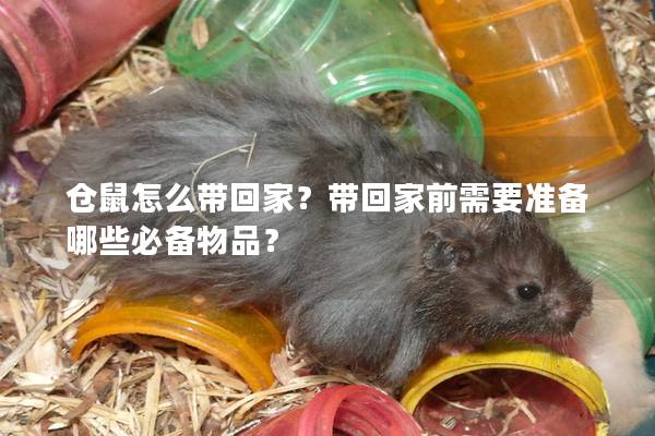 仓鼠怎么带回家？带回家前需要准备哪些必备物品？