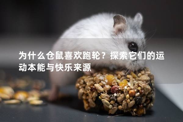 为什么仓鼠喜欢跑轮？探索它们的运动本能与快乐来源