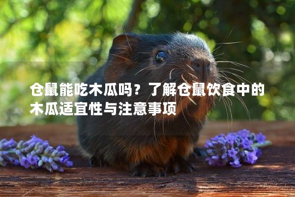 仓鼠能吃木瓜吗？了解仓鼠饮食中的木瓜适宜性与注意事项