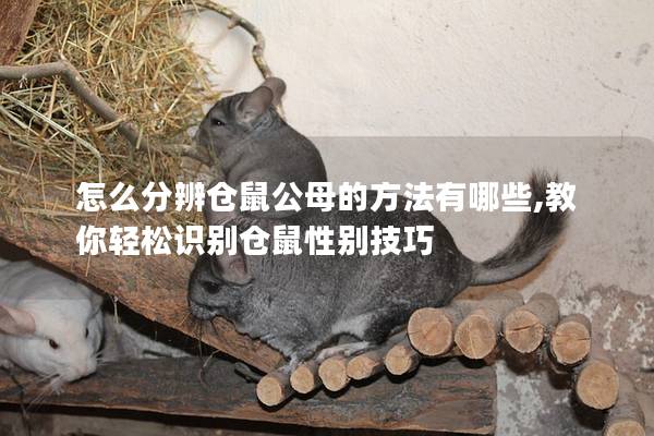 怎么分辨仓鼠公母的方法有哪些,教你轻松识别仓鼠性别技巧