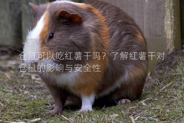 仓鼠可以吃红薯干吗？了解红薯干对仓鼠的影响与安全性