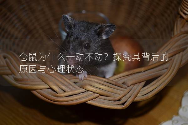 仓鼠为什么一动不动？探究其背后的原因与心理状态