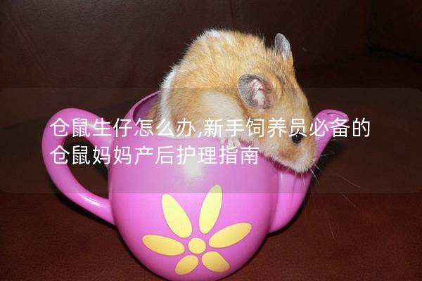 仓鼠生仔怎么办,新手饲养员必备的仓鼠妈妈产后护理指南