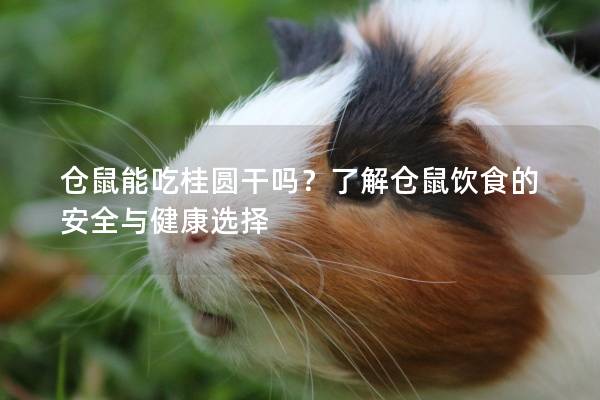 仓鼠能吃桂圆干吗？了解仓鼠饮食的安全与健康选择