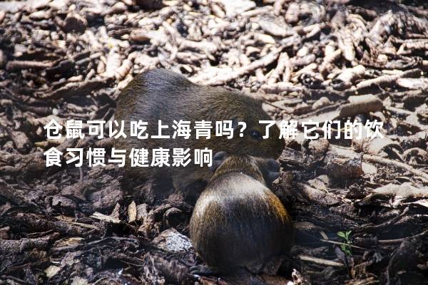 仓鼠可以吃上海青吗？了解它们的饮食习惯与健康影响
