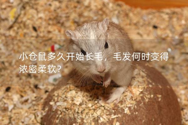 小仓鼠多久开始长毛，毛发何时变得浓密柔软？