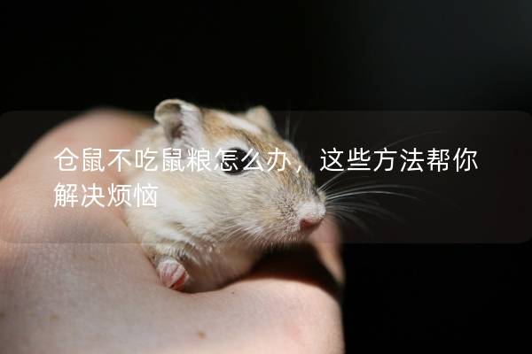仓鼠不吃鼠粮怎么办，这些方法帮你解决烦恼