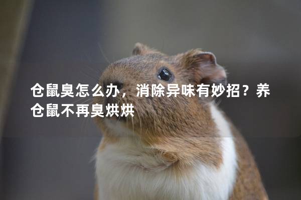 仓鼠臭怎么办，消除异味有妙招？养仓鼠不再臭烘烘