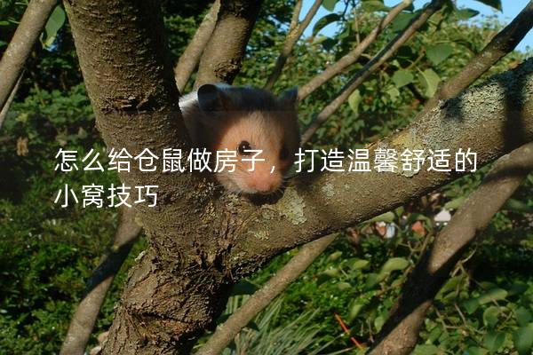 怎么给仓鼠做房子，打造温馨舒适的小窝技巧