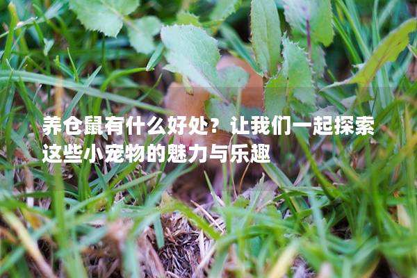 养仓鼠有什么好处？让我们一起探索这些小宠物的魅力与乐趣