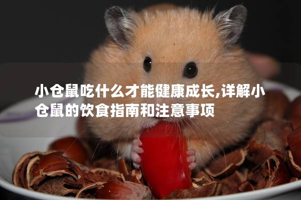 小仓鼠吃什么才能健康成长,详解小仓鼠的饮食指南和注意事项