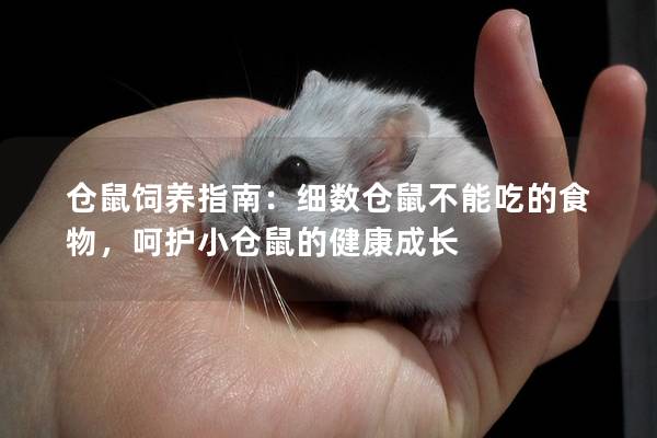 仓鼠饲养指南：细数仓鼠不能吃的食物，呵护小仓鼠的健康成长