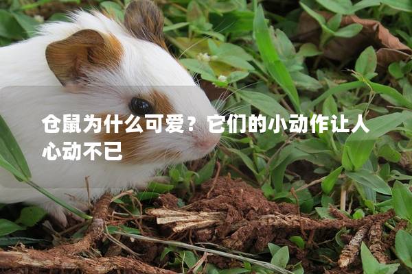 仓鼠为什么可爱？它们的小动作让人心动不已