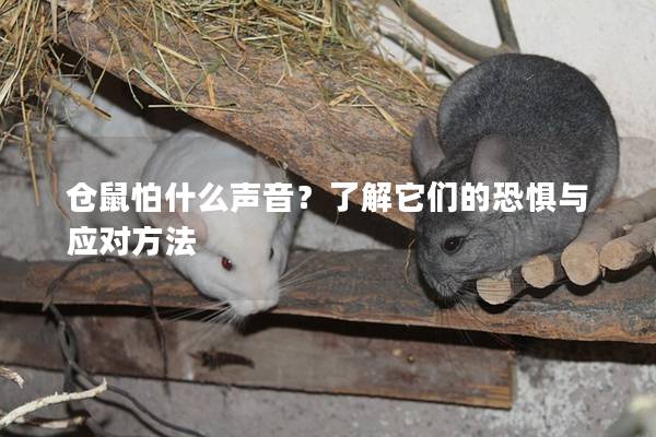 仓鼠怕什么声音？了解它们的恐惧与应对方法