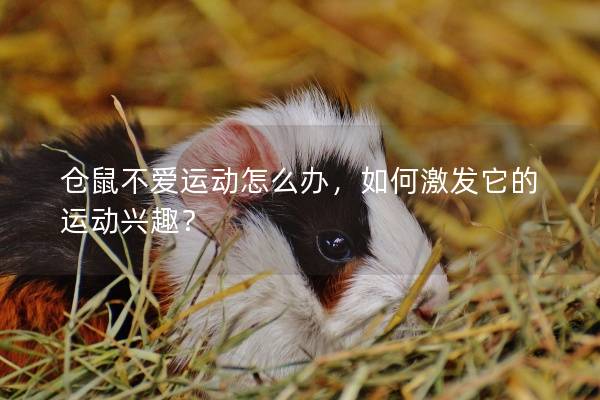 仓鼠不爱运动怎么办，如何激发它的运动兴趣？