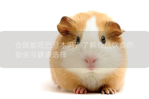 仓鼠能吃巴旦木吗？了解仓鼠饮食的安全与健康选择