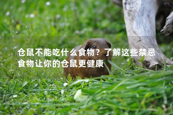 仓鼠不能吃什么食物？了解这些禁忌食物让你的仓鼠更健康