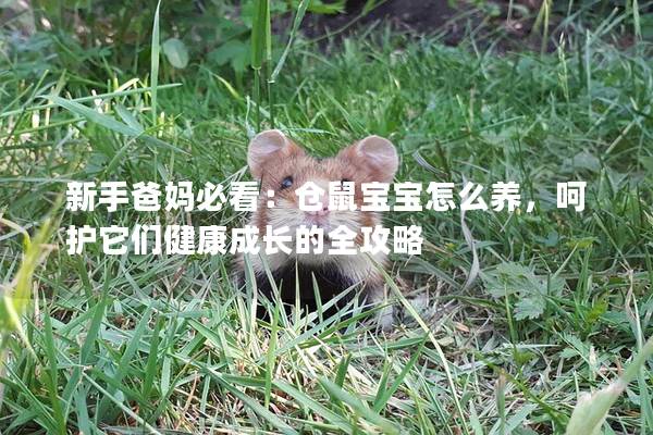 新手爸妈必看：仓鼠宝宝怎么养，呵护它们健康成长的全攻略