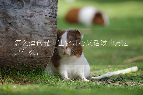 怎么逗仓鼠，让它开心又活泼的方法是什么？