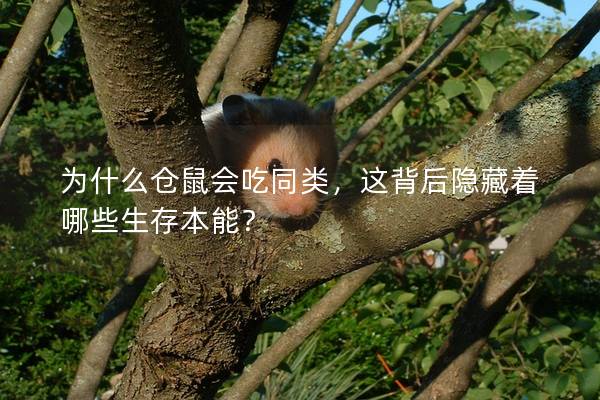 为什么仓鼠会吃同类，这背后隐藏着哪些生存本能？