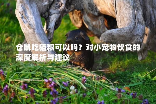 仓鼠吃猫粮可以吗？对小宠物饮食的深度解析与建议