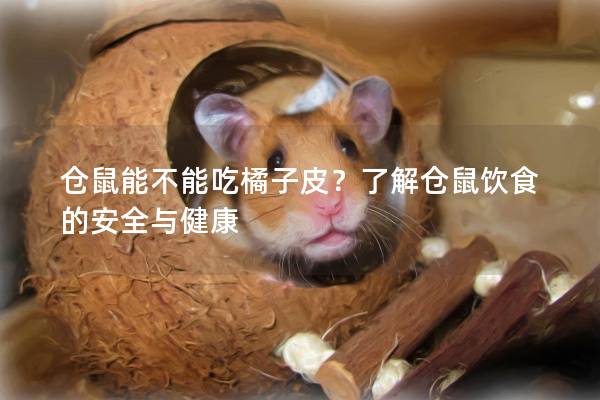 仓鼠能不能吃橘子皮？了解仓鼠饮食的安全与健康
