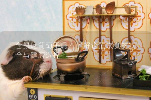 仓鼠吃葡萄干吗？了解仓鼠饮食的安全与健康选择