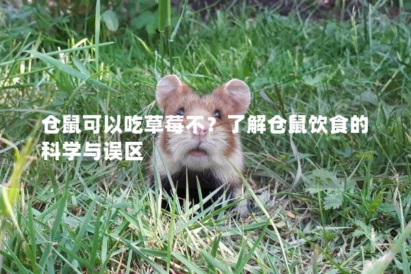 仓鼠可以吃草莓不？了解仓鼠饮食的科学与误区