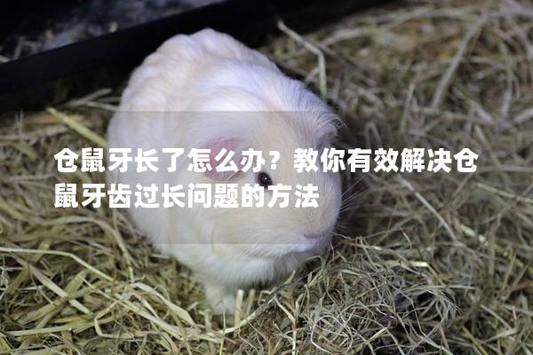 仓鼠牙长了怎么办？教你有效解决仓鼠牙齿过长问题的方法