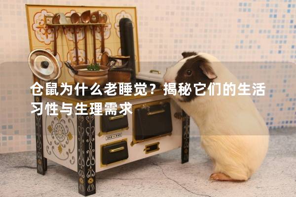 仓鼠为什么老睡觉？揭秘它们的生活习性与生理需求
