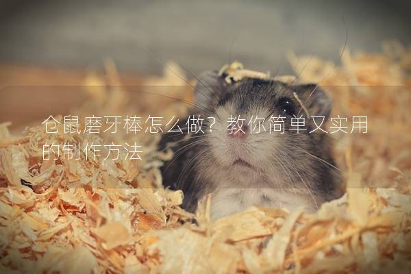 仓鼠磨牙棒怎么做？教你简单又实用的制作方法